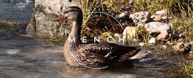 mench_photography