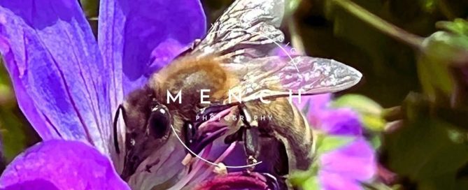 mench_photography