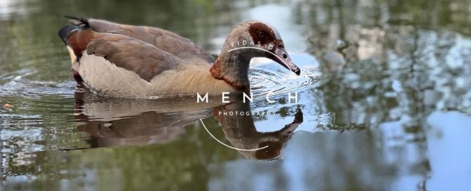 mench_photography