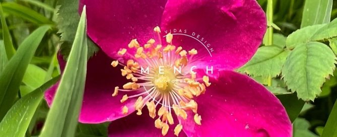 mench_photography