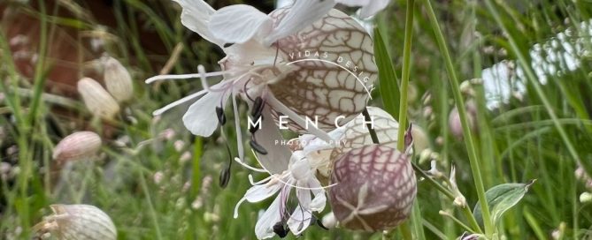 mench_photography