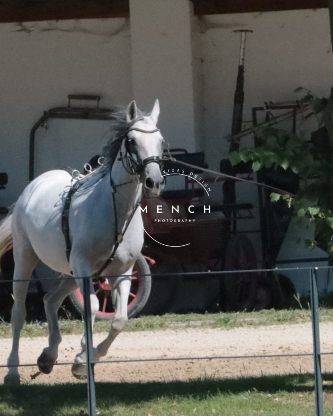 mench_photography