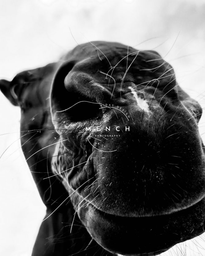mench_photography