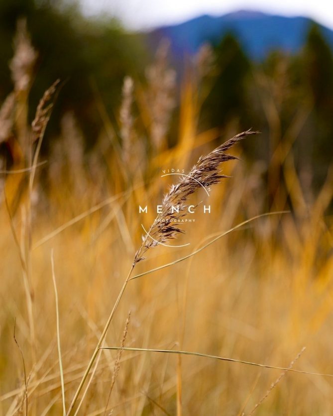 mench_photography