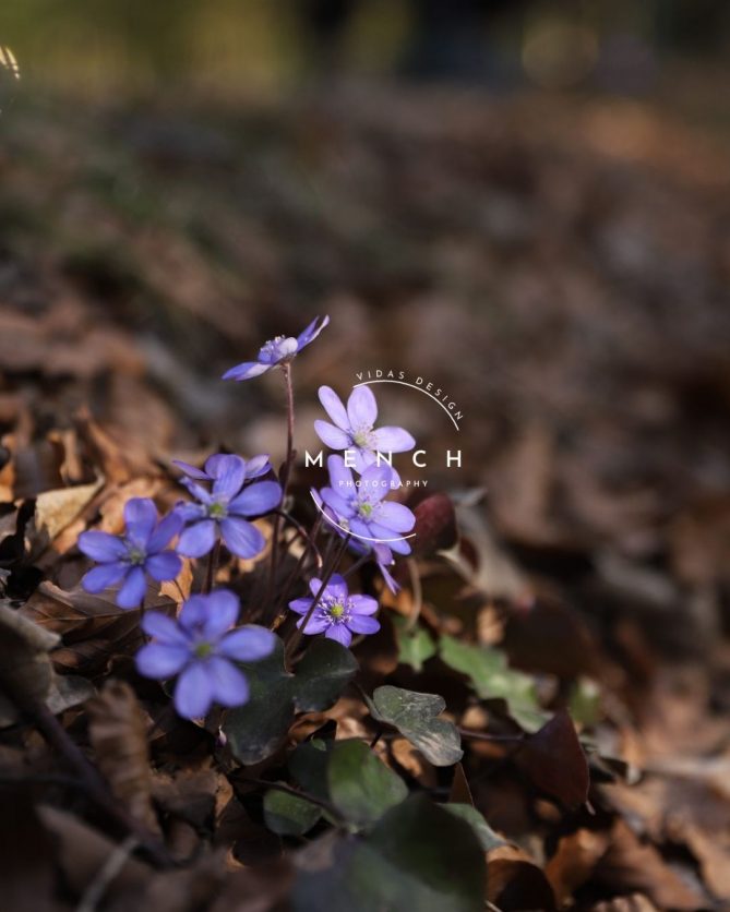 mench_photography