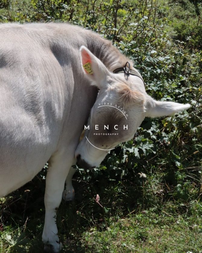 mench_photography