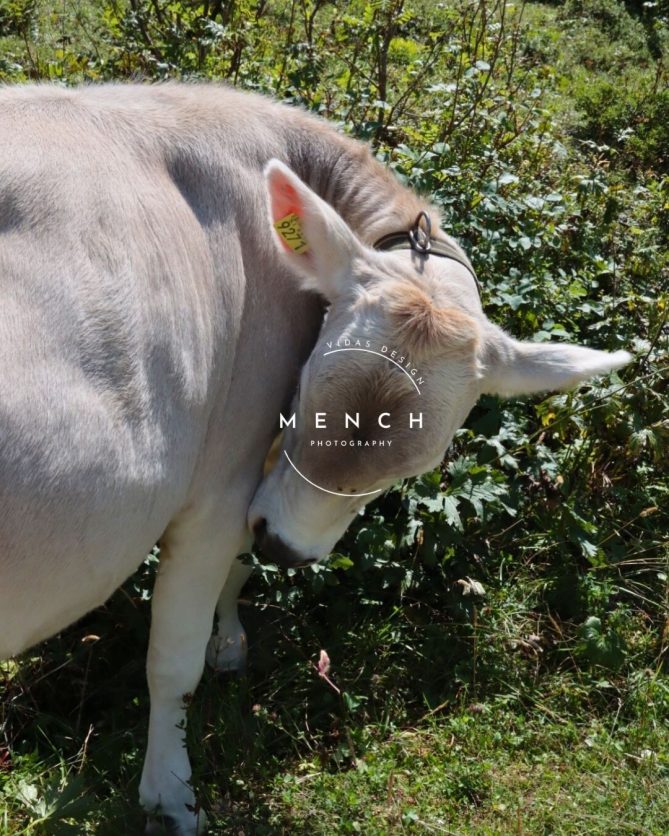 mench_photography