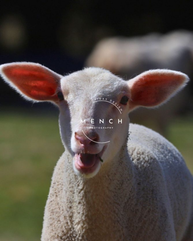 mench_photography