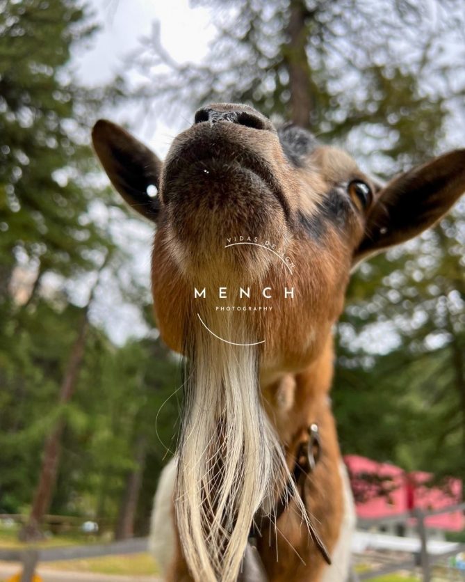mench_photography
